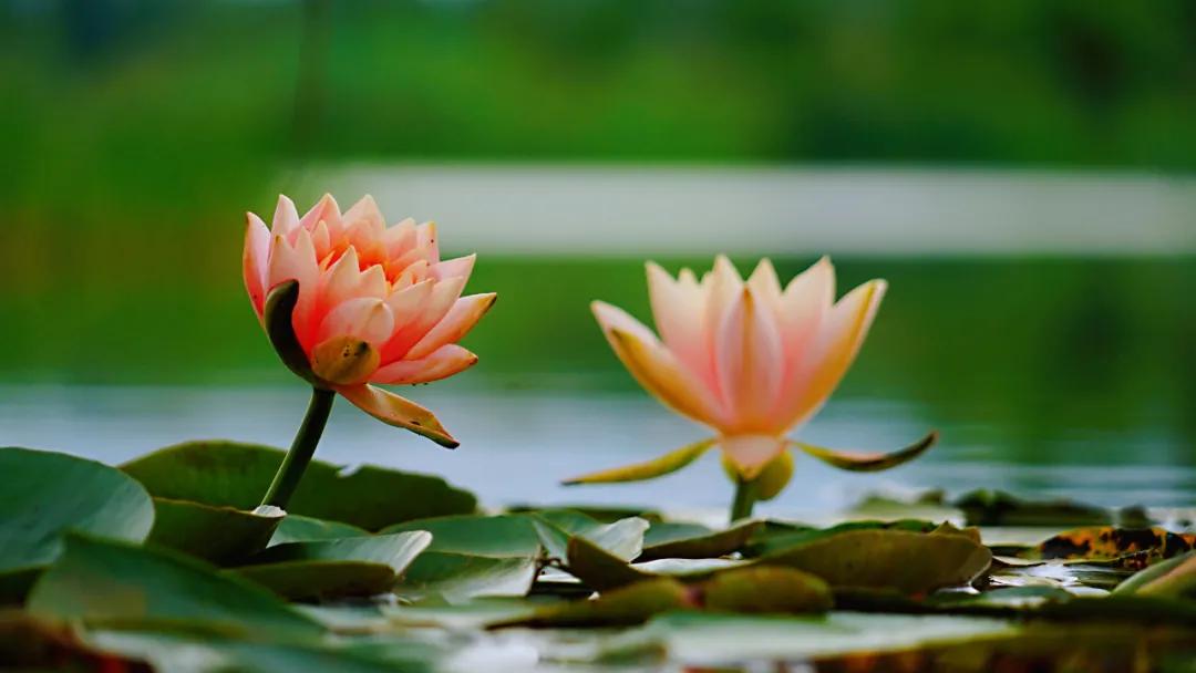 睡莲清心寡欲图片,睡莲夏日清欢