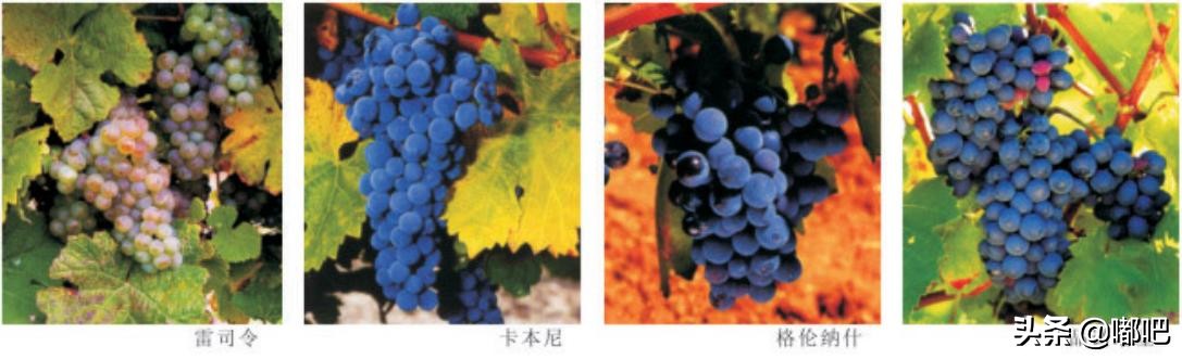 春节买葡萄酒,春节买葡萄酒需要注意哪些地方