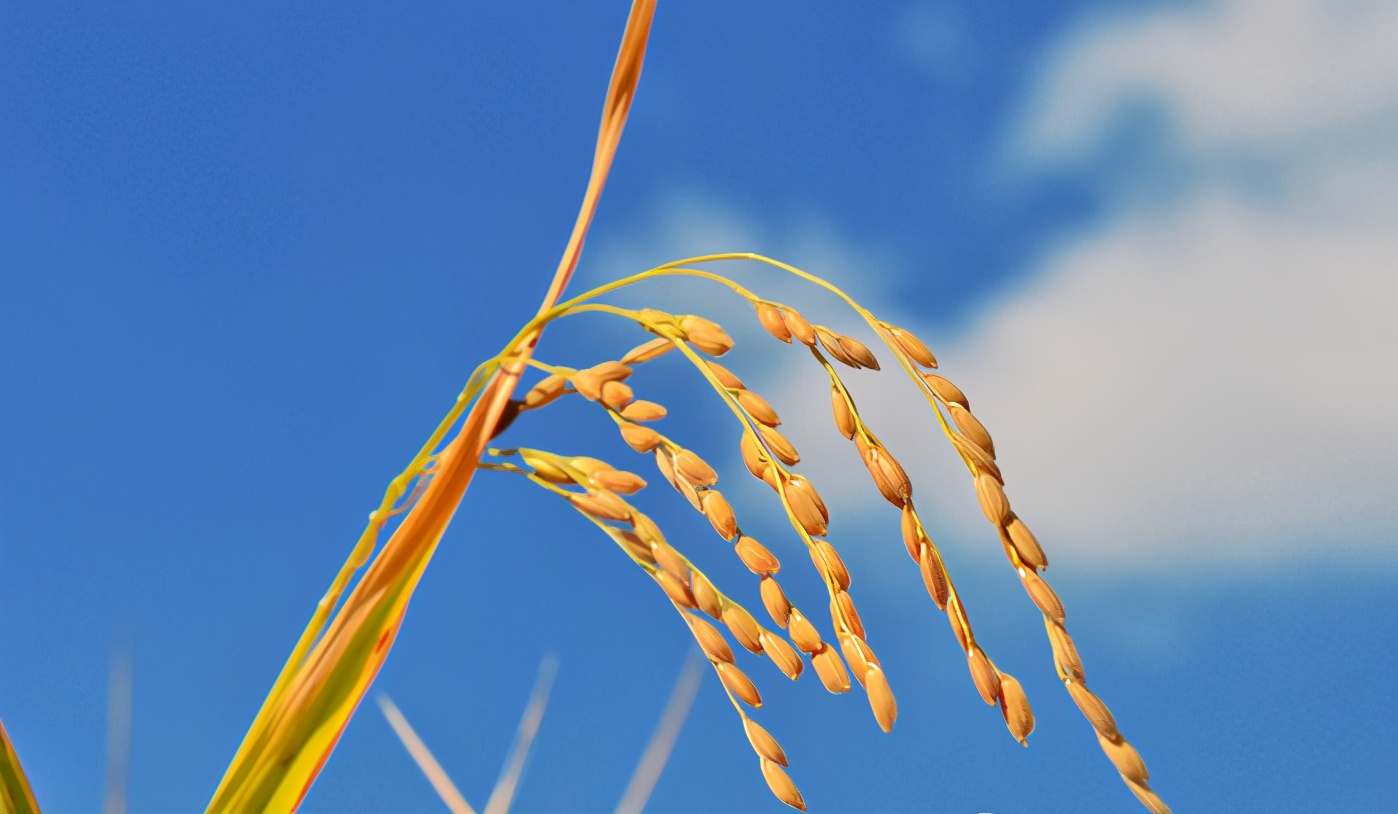 舌尖上的安全感悟,舌尖上的安全全册