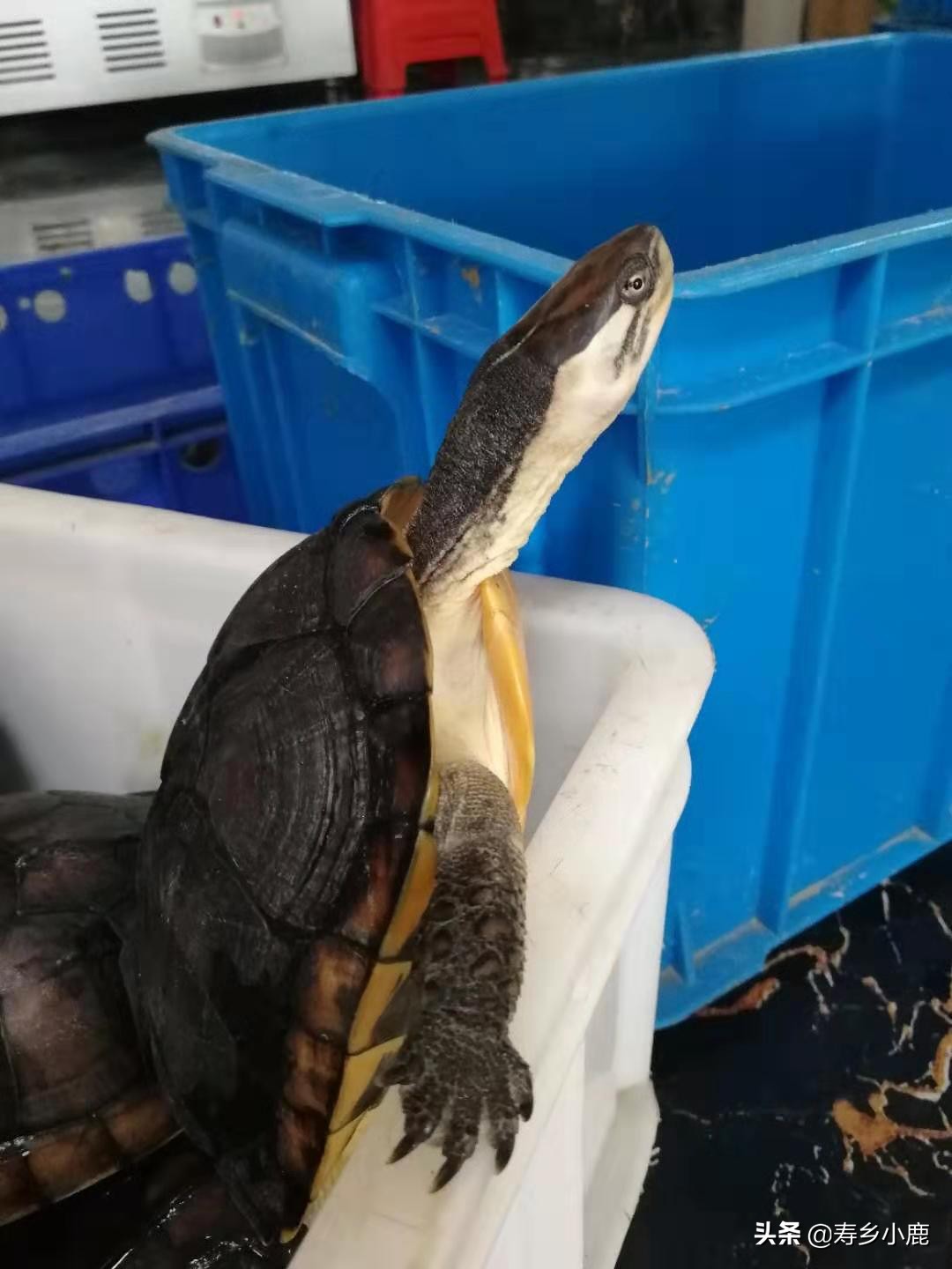 比较大的石金钱龟怎么养,怎么养石金钱龟才是正确的