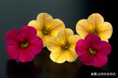 人教版小学1-6年级近反义词练习题,小学语文近义词反义词总复习