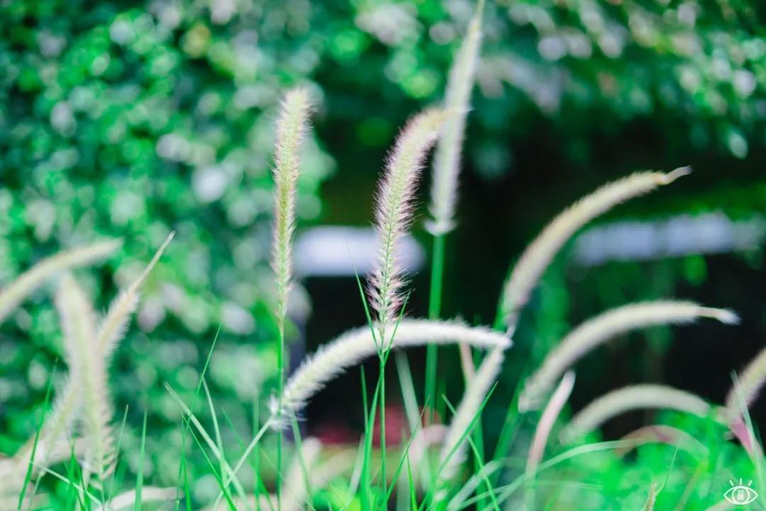 深圳宝藏公园风景图片,深圳宝藏自然游乐区