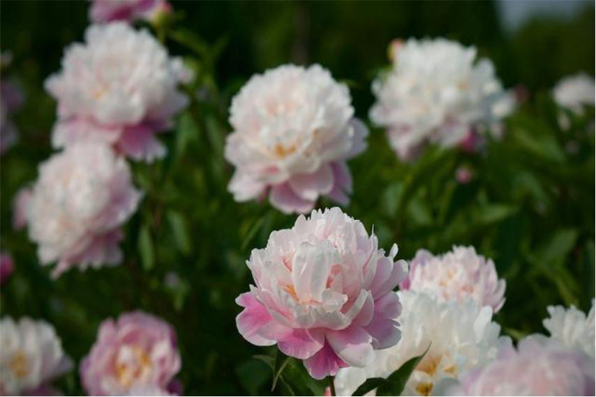 芍药花如何养殖和管理视频,芍药花栽培与养殖视频教学下载