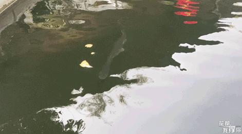 天寒地冻去哪里好玩,芙蓉嶂风景区美食