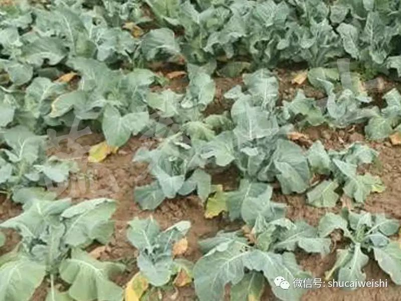 十字花科蔬菜根肿病怎么治疗,十字花科植物根肿病发生规律