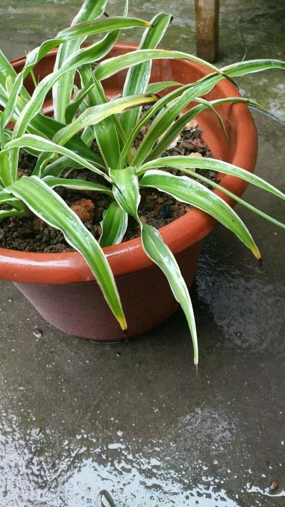 吊兰怎么养护会出枝条,吊兰长出很长的枝来怎么养护