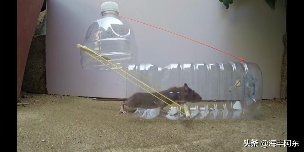 用酒瓶捕捉老鼠视频,捉老鼠妙招大矿泉水瓶