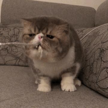 猫咪各个品种大概价格,最受欢迎的猫咪排行视频