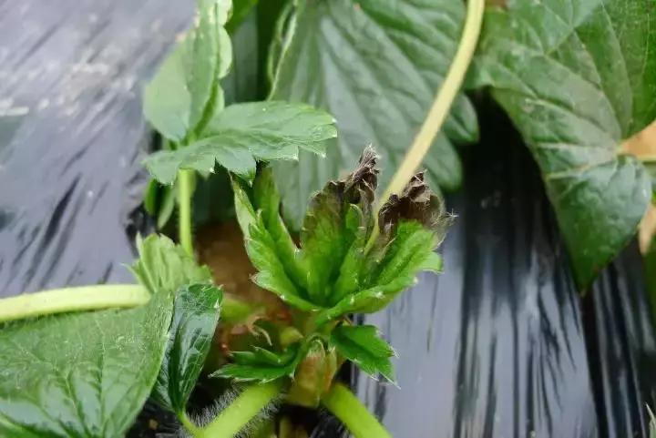 草莓缺钙的症状有哪些,草莓花托枯焦是什么原因