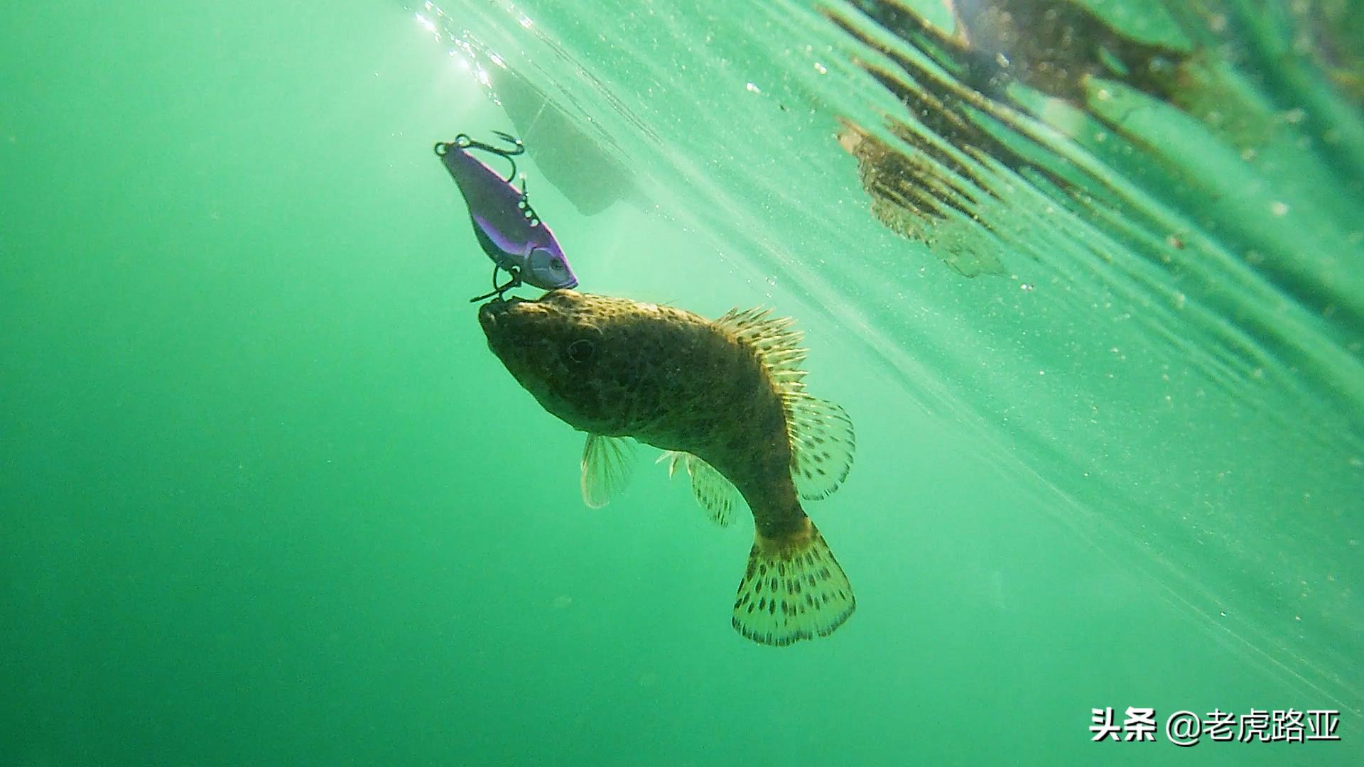 我对路亚鱼饵的理解（一）