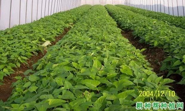 用红薯种出红薯叶,红薯叶红薯茎