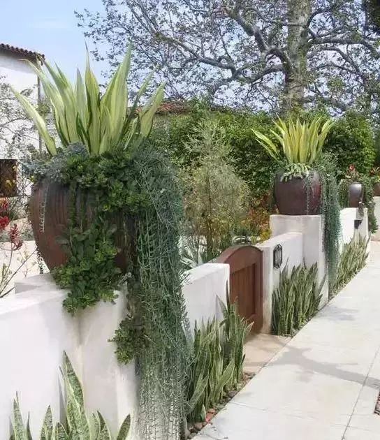 老外的多肉盆景惊艳了世界,多肉庭院美极了