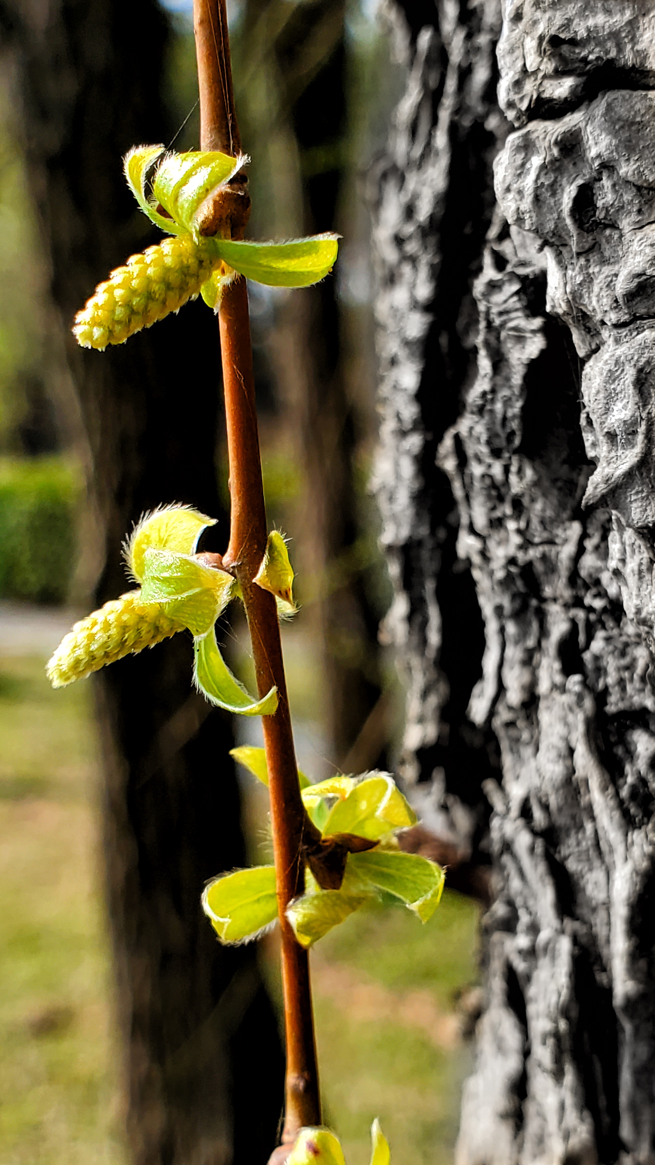 和春住。带着小神兽去踏青