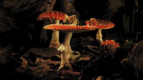 吃了毒蘑菇只会上吐下泻?这株“毁灭天使”让你成为活死人