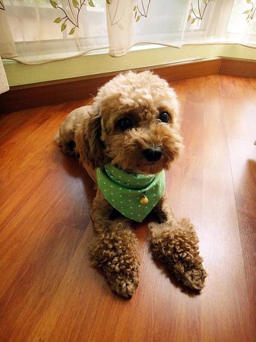 泰迪喜欢睡在主人的旁边,泰迪喜欢睡人旁边