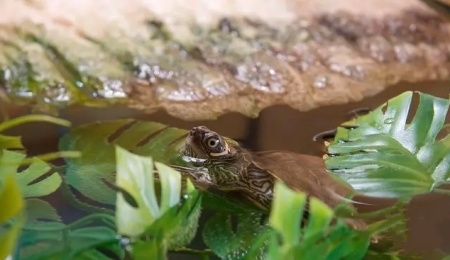 怎么养绿水最简单,怎样用绿水养苗