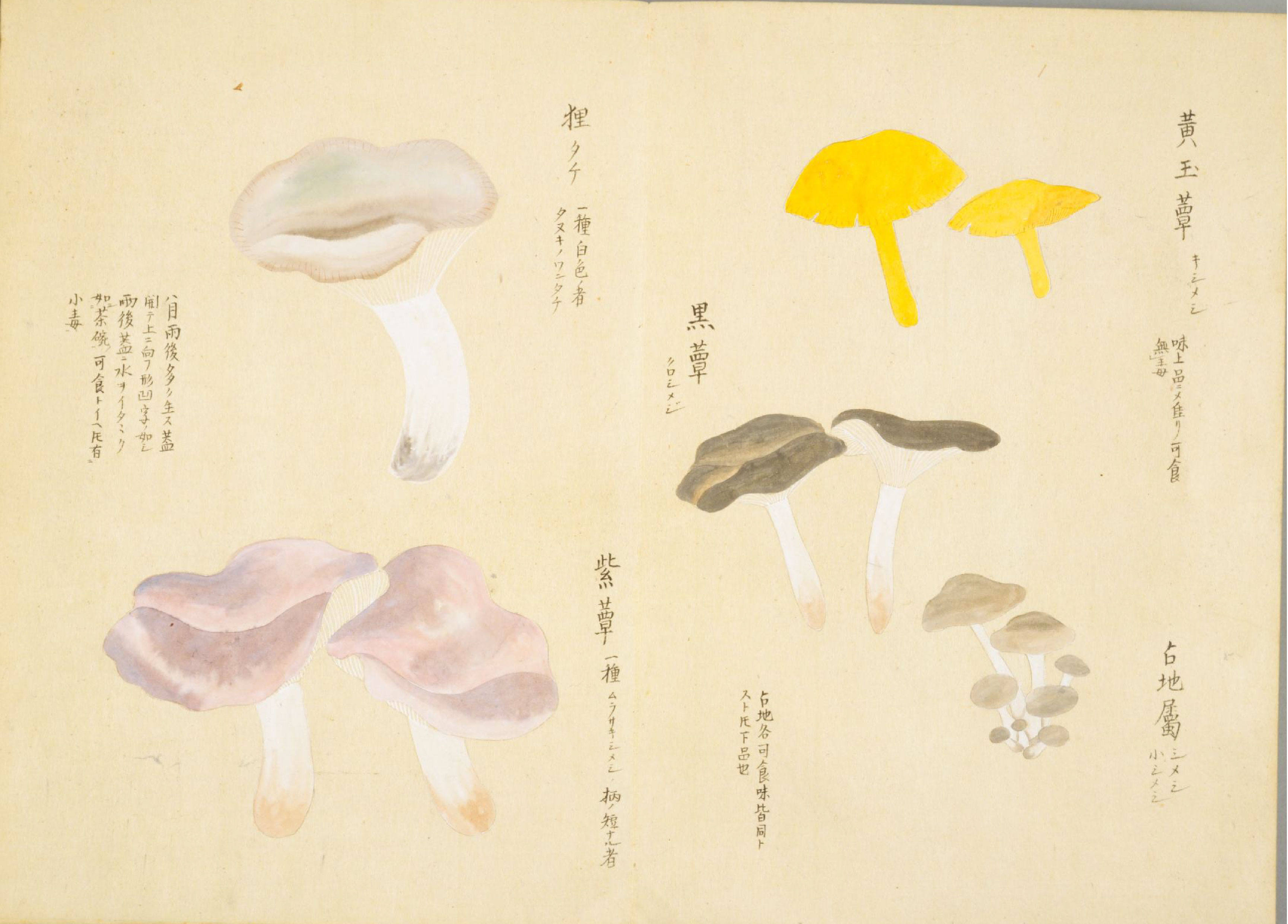 各种多彩菌图片大全,意式野菌图片大全