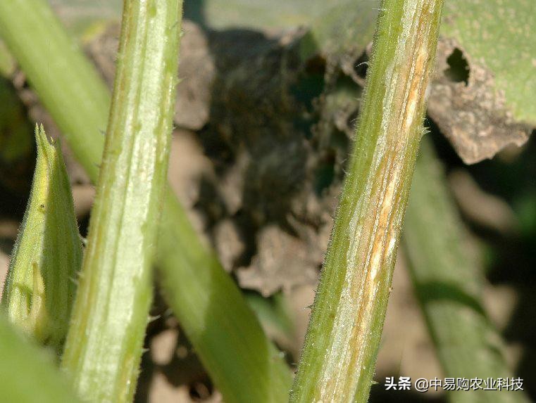 西葫芦茎流胶腐烂是啥病,西葫芦根腐烂怎么办