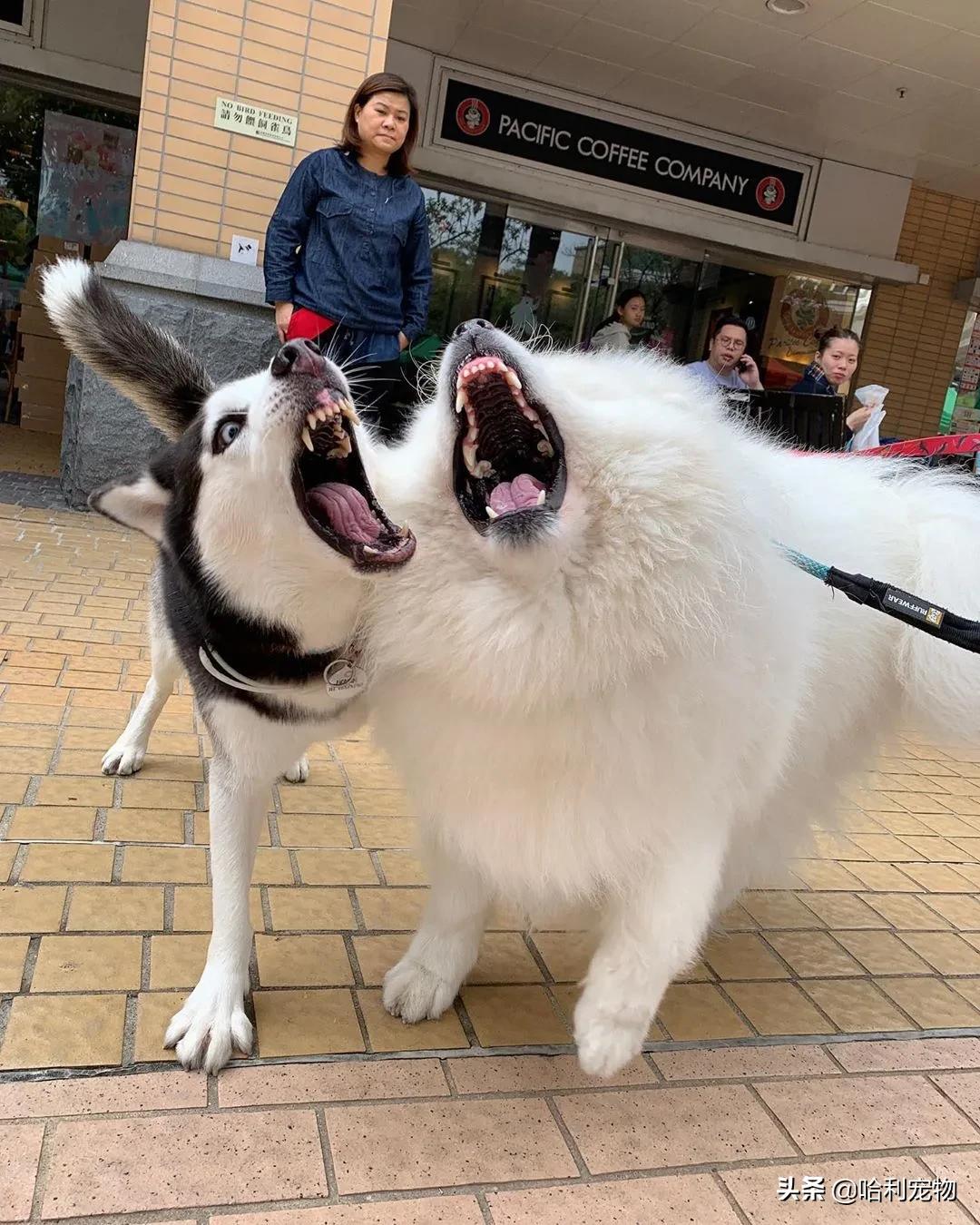 萨摩耶小声吵架,萨摩耶跟其他狗吵架吵不过