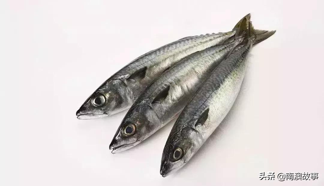 南澳渔民出海最常见的50种海鱼，都吃过，你就能退休了！
