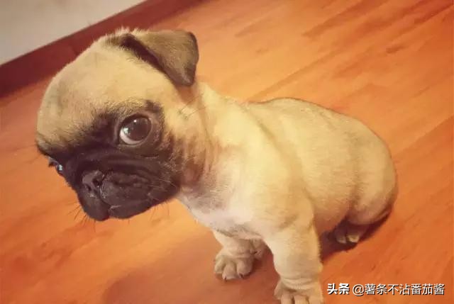 高颜值肌肉奶狗,什么样的小奶狗最可爱