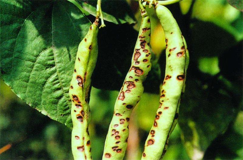 小苏打防治葡萄炭疽病效果怎么样,炭疽病可以用小苏打治疗吗