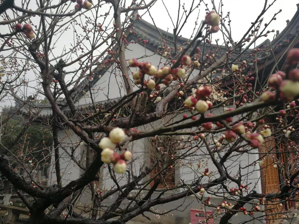 腊梅花开得正艳,腊梅满园盛开香气扑鼻