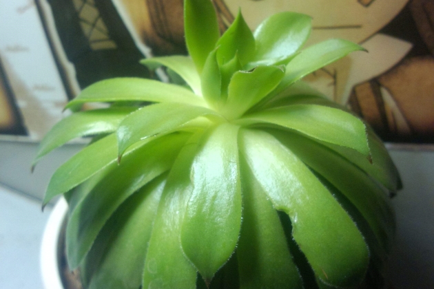 观音莲的叶子发软怎么回事,观音莲叶子蔫了怎么补救