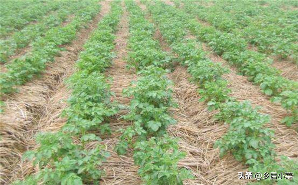 夏季种菜总是刮大风怎么办,刮台风对菜地有什么影响