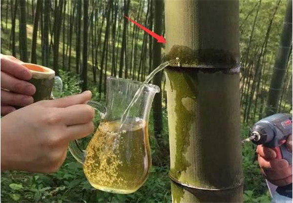 白酒灌进竹子里面会变质吗,酒倒入竹子竹子还能活吗