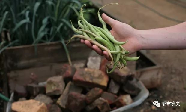 自己留的菜种子第二年可以种吗,自己留的菜种子怎么保存比较好