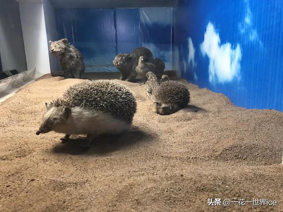 一天能吃掉半斤白蚁,曾是农业一大益兽,却被当补品差点吃绝了