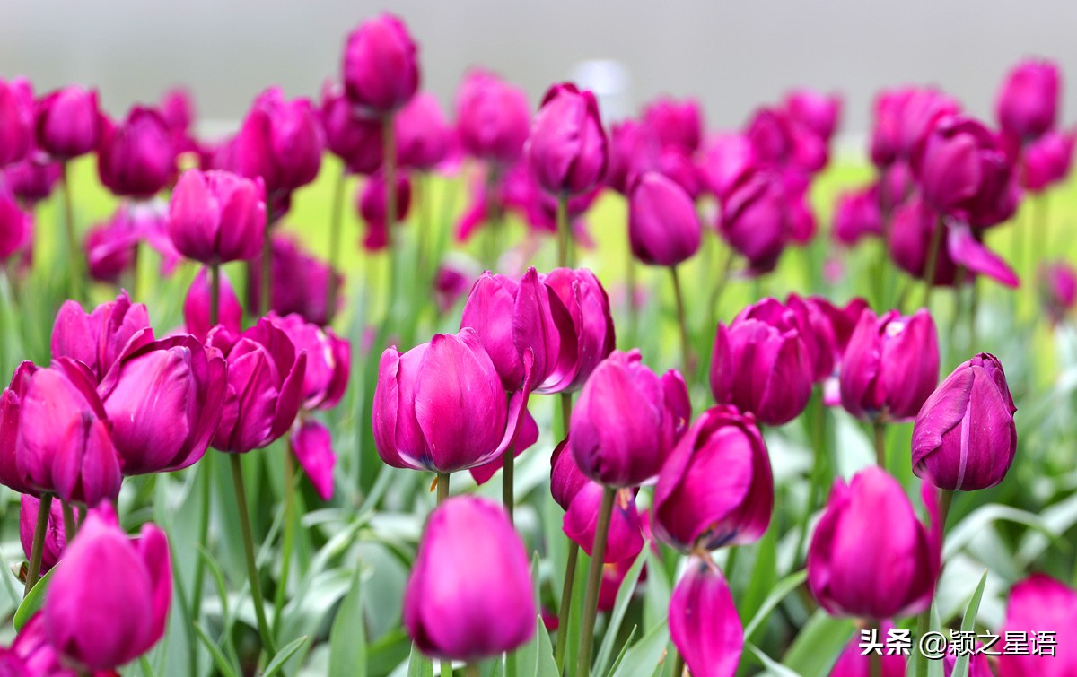 郁金香鲜花香味,郁金香鲜花诗情画意