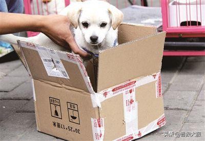 网上买宠物犬骗局,网上买宠物狗安全吗知乎