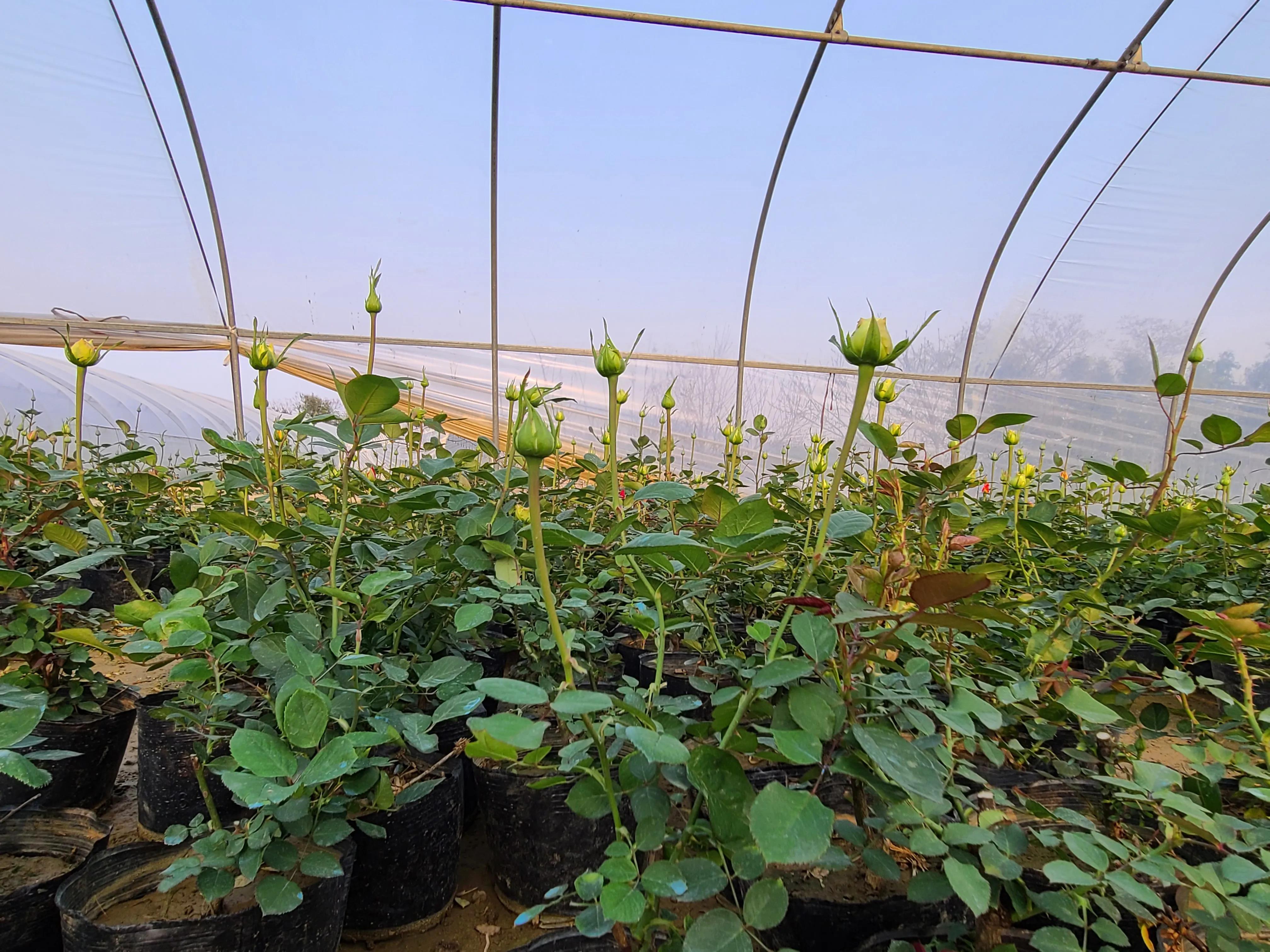 月季基地最美,常州最大月季基地