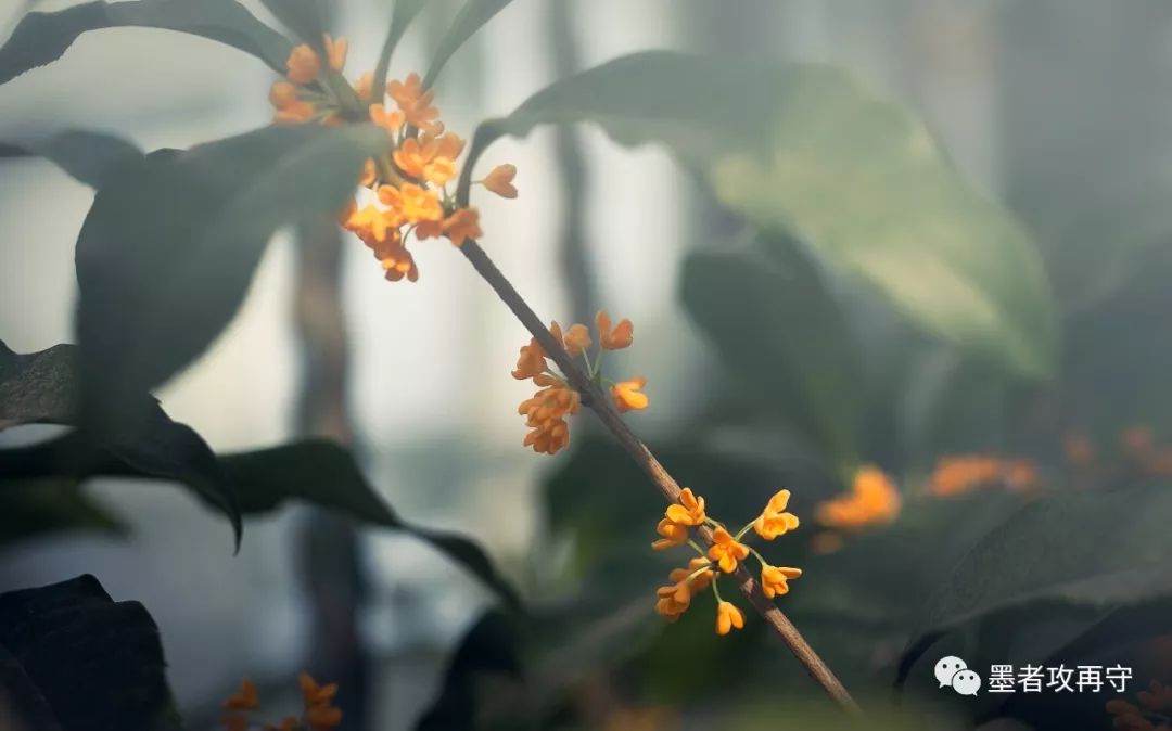 一入秋西安就美成长安,一入秋杭州就美成临安