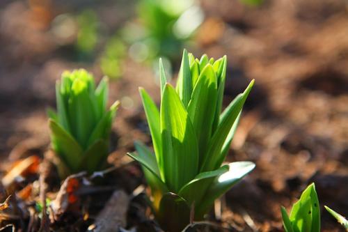 刚种下的百合花种球能浇生根粉吗,百合花种球种下怎么判断土干不干