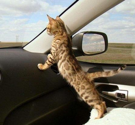 带猫咪长途自驾游回家准备什么,带猫咪回老家开车要准备什么
