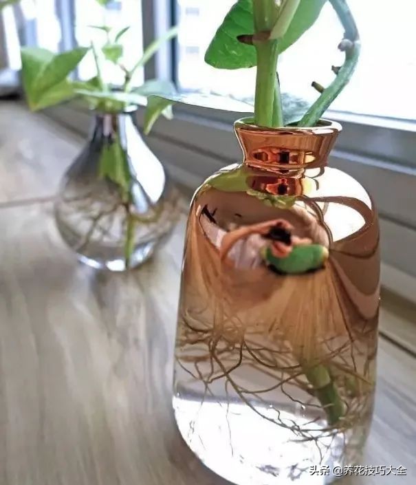 绿萝怎么修剪扦插成活率高,绿萝要剪多长的枝来扦插