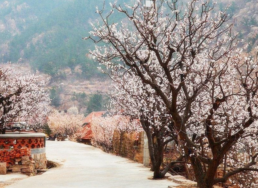 牧童遥指杏花村的村在哪里,牧童遥指杏花村中杏花村在哪里