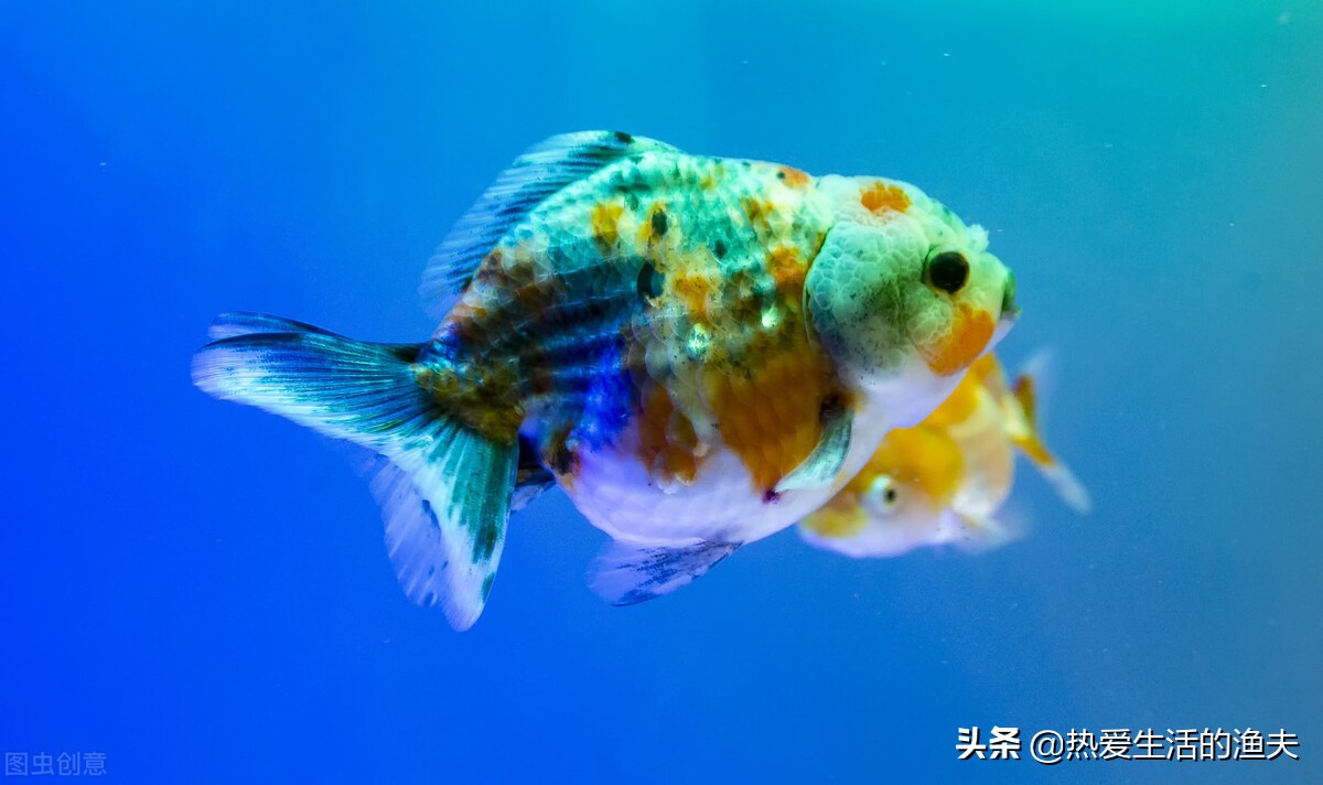 为什么买回来的金鱼活不了多久,为啥买回来的金鱼不生小鱼