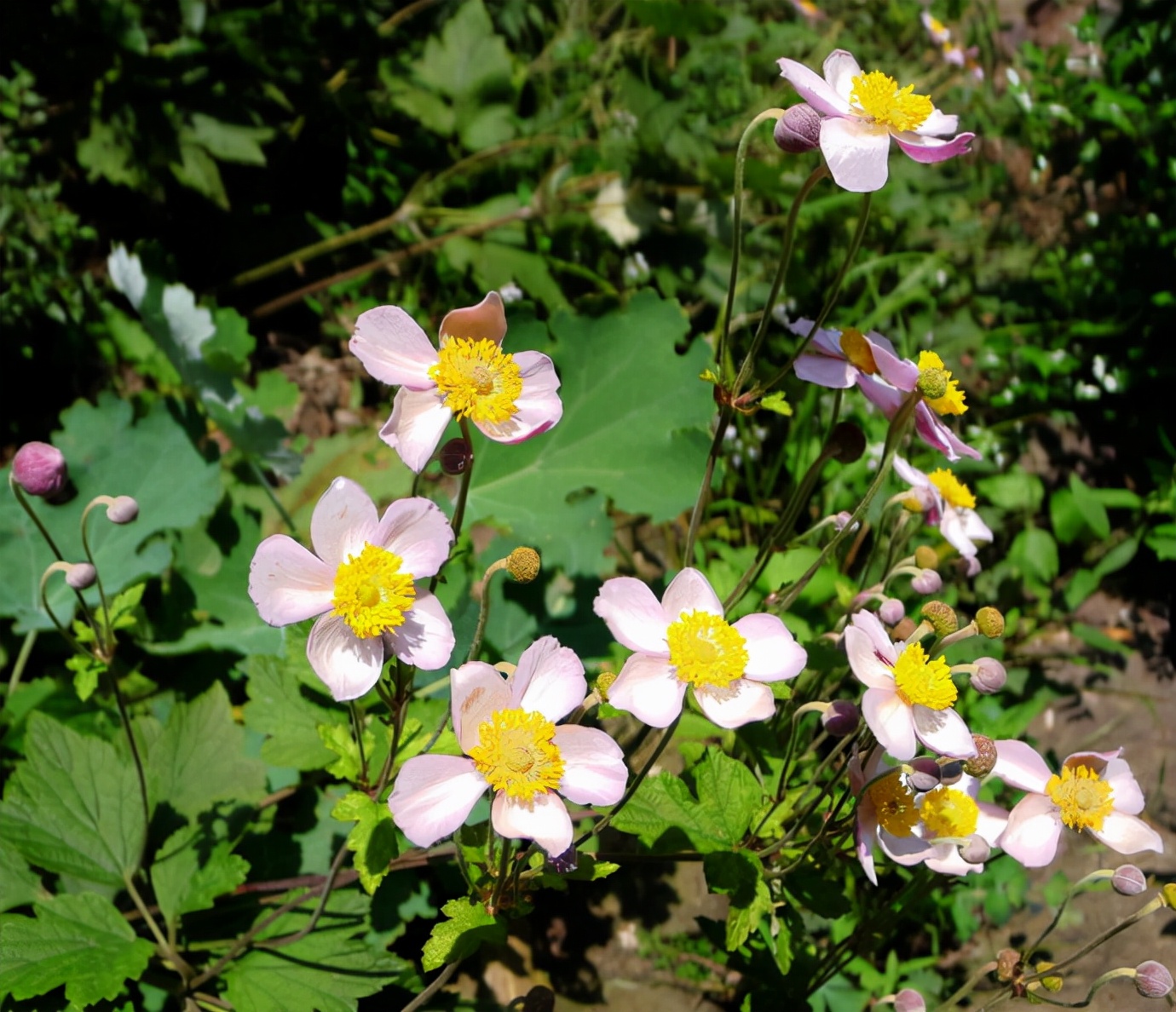 小时候经常见又叫不上名字的植物,一些常见的能吃的植物名称