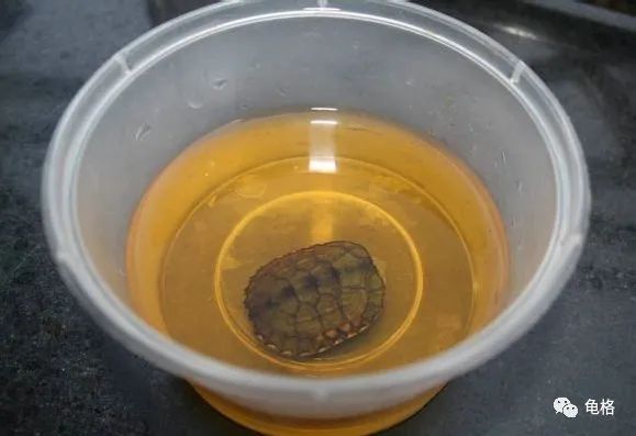乌龟腐皮怎么用聚维酮碘药浴,聚维酮碘治疗乌龟腐皮需要泡多久