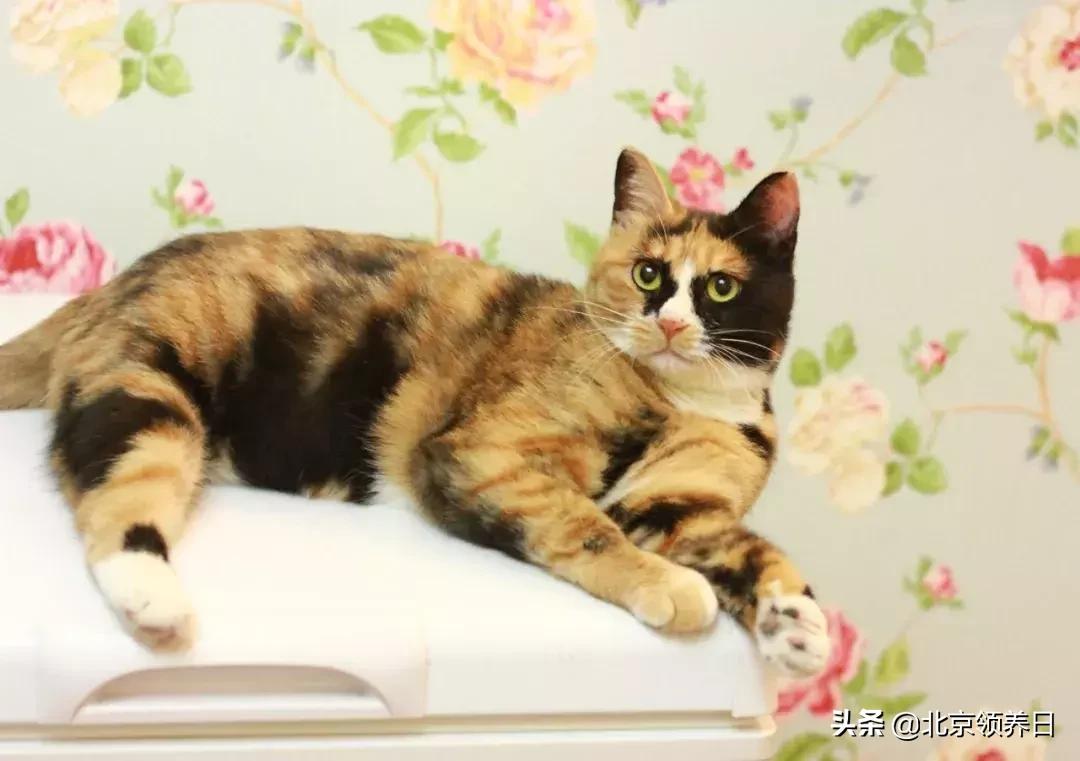 喵星人第二季,喵星人第2季免费观看