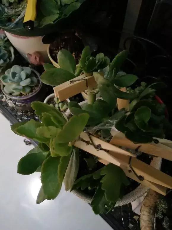 长寿花如何嫁接到不死鸟,长寿花这样嫁接花期长还不会烂根