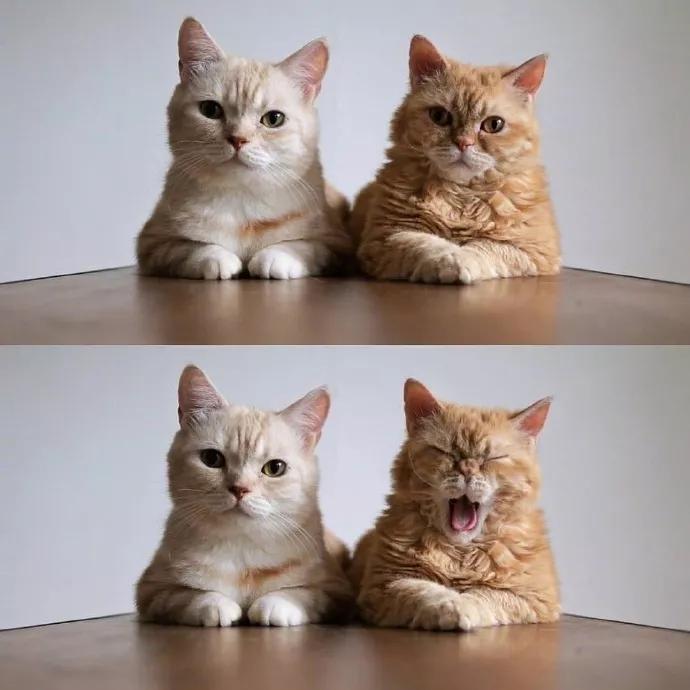 养猫知识哪些植物不能养,养猫必备知识100条