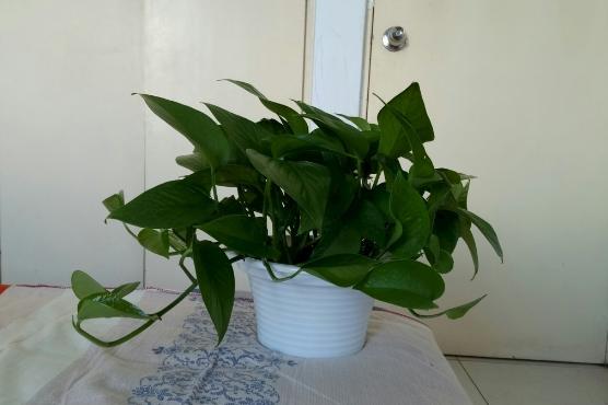 淘米水啤酒养绿萝,绿萝浇了淘米水就烂根了怎样挽救