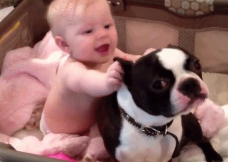 法斗有哪些优点,法斗这么丑为什么还有很多人养