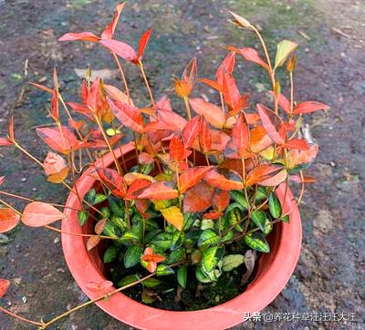 花叶络石要想叶更“花”,养护需要做好这几点,否则花叶变绿叶