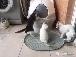 猫咪不用猫砂乱拉乱尿怎么办,猫咪尿味在家里怎么快速处理